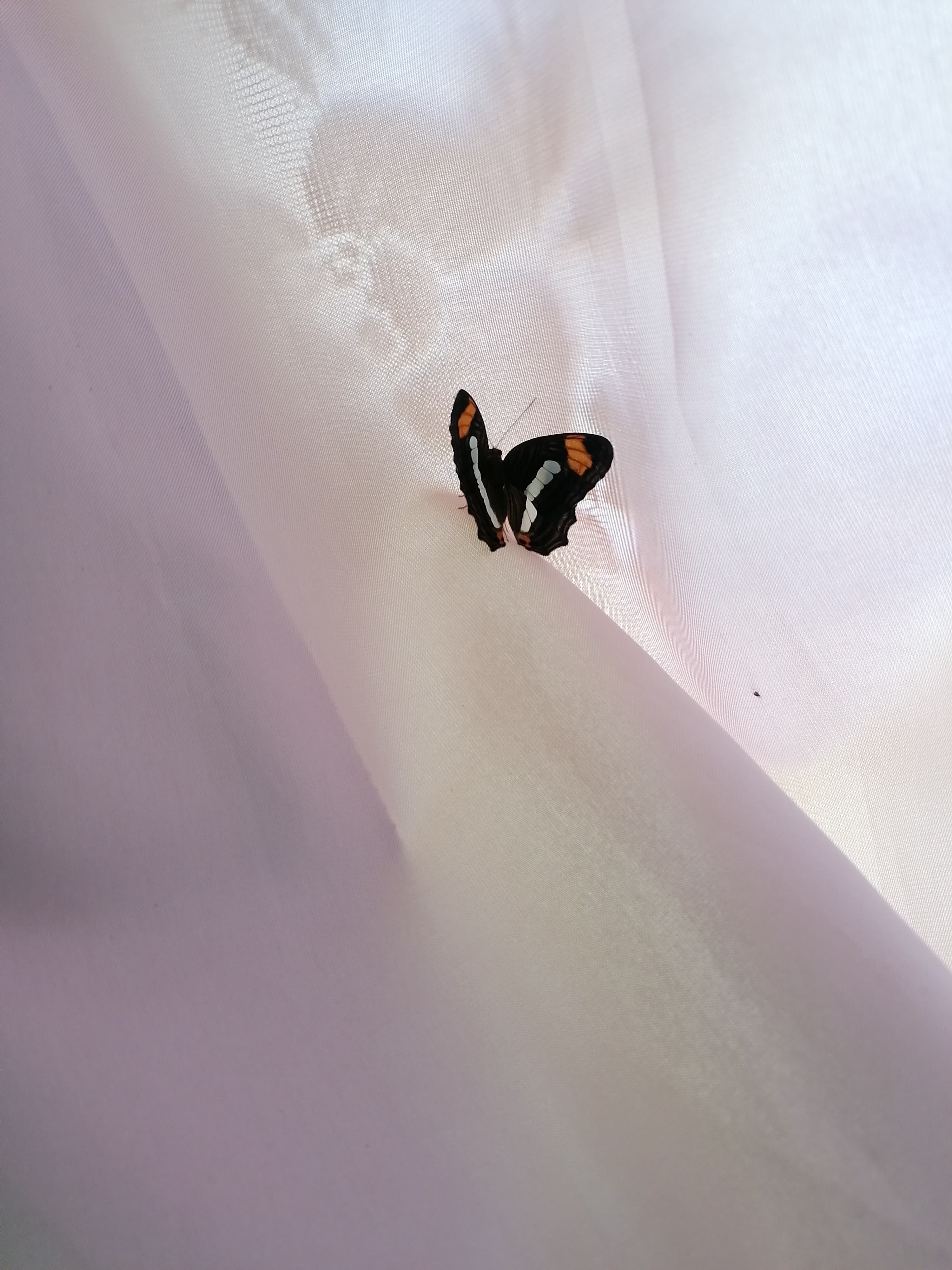 Mariposa — fotografía de fauna