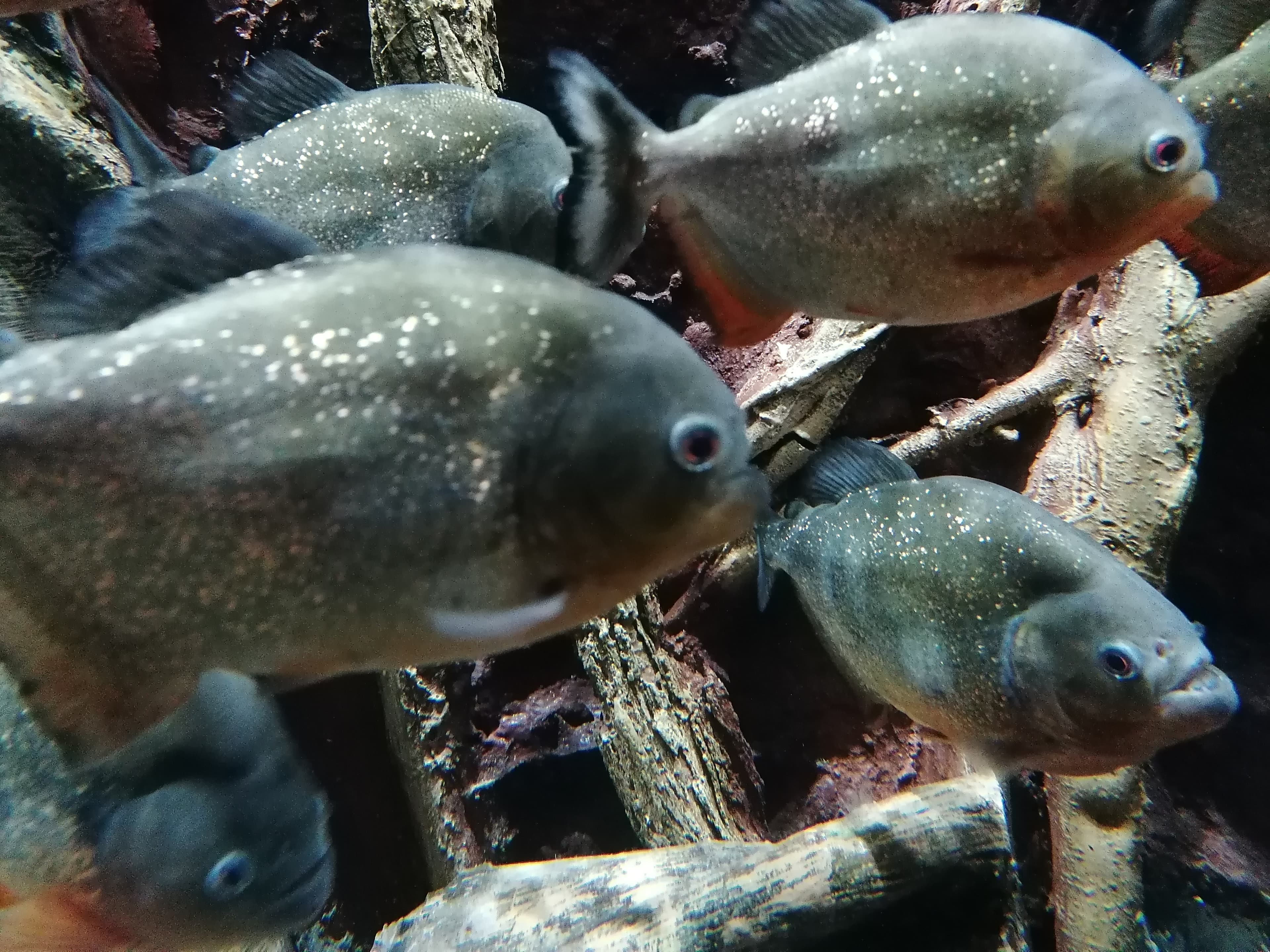 Piraña — fotografía de fauna