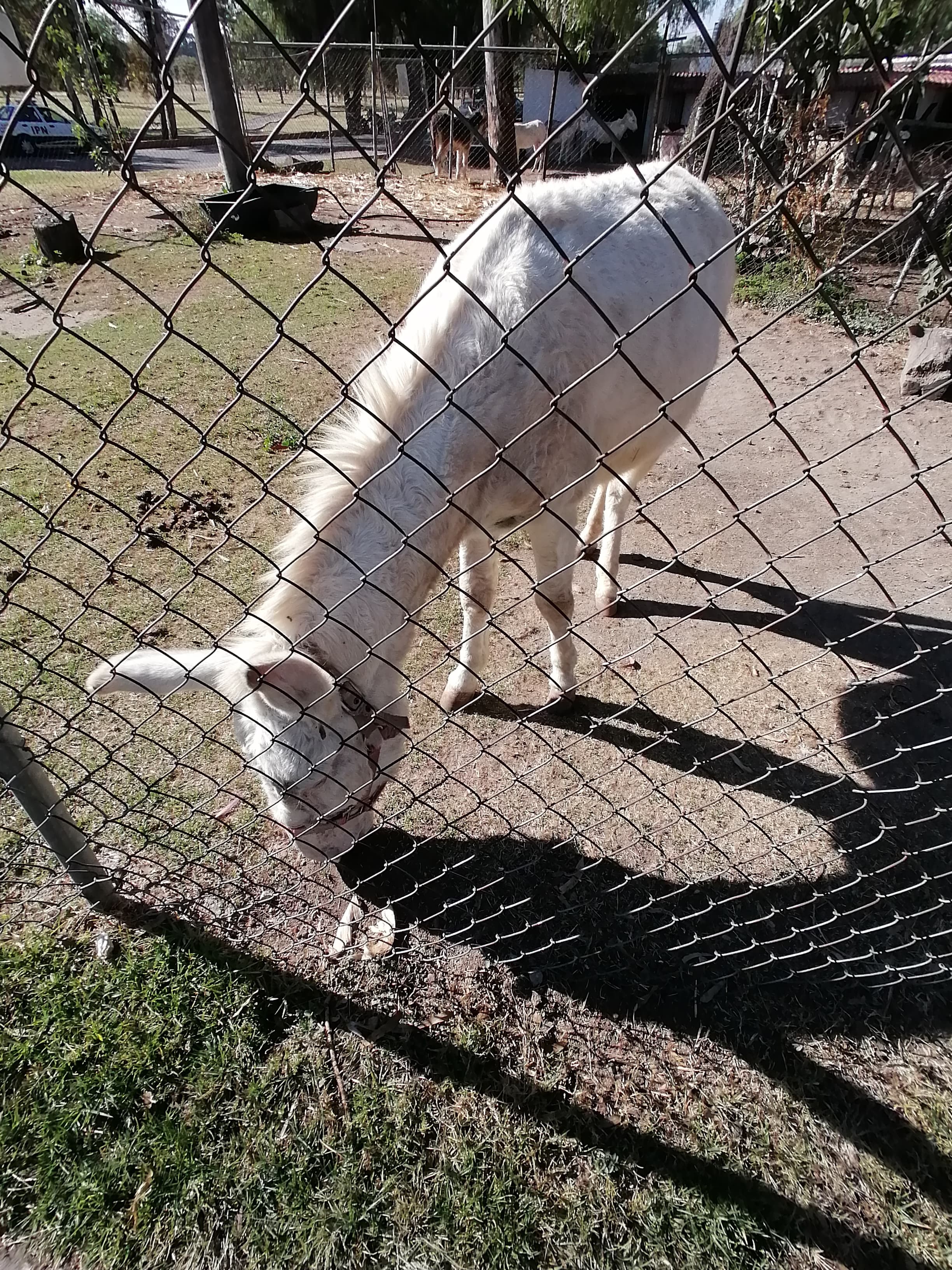 Burro del IPN — fotografía de fauna