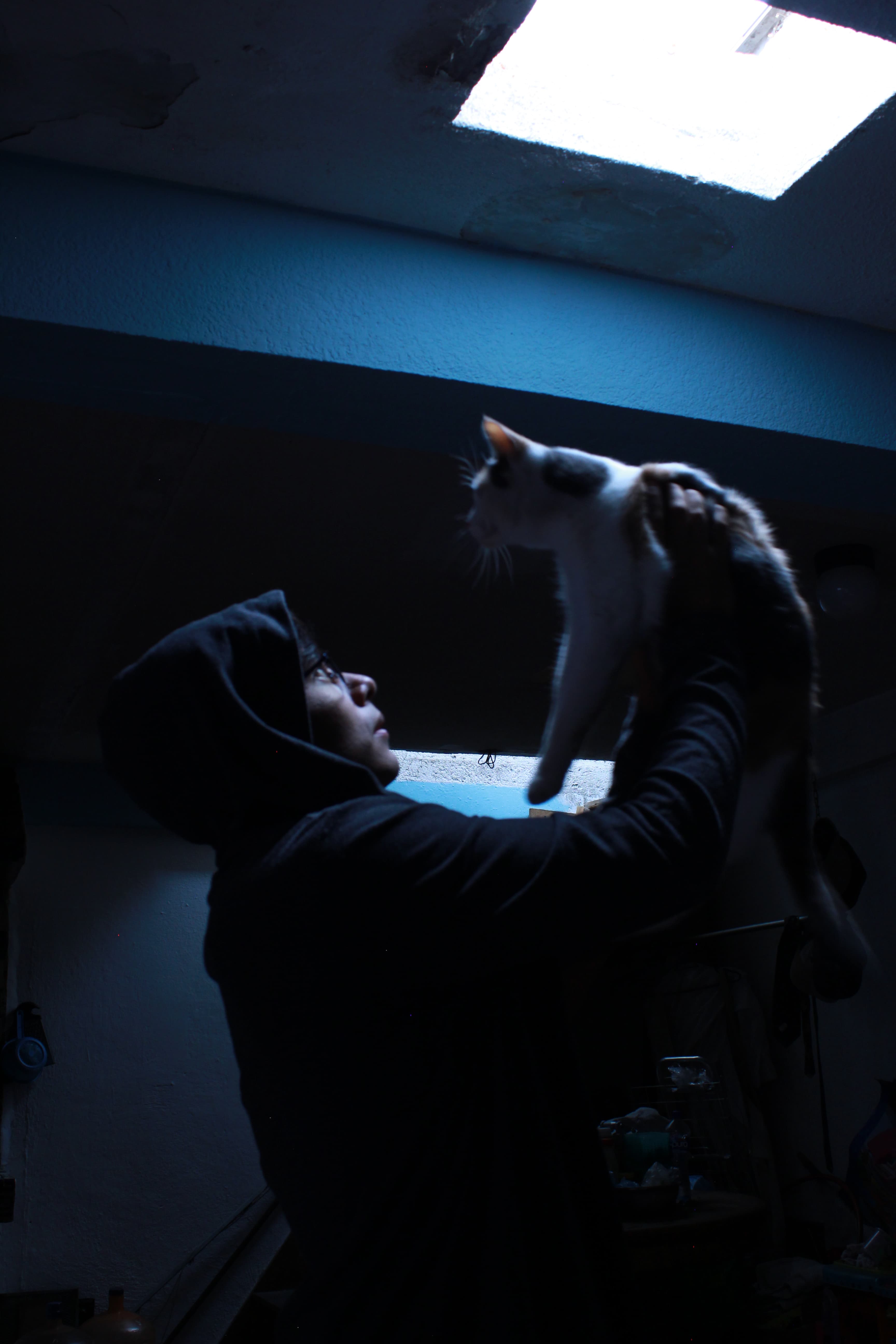 Gato — fotografía de mejores