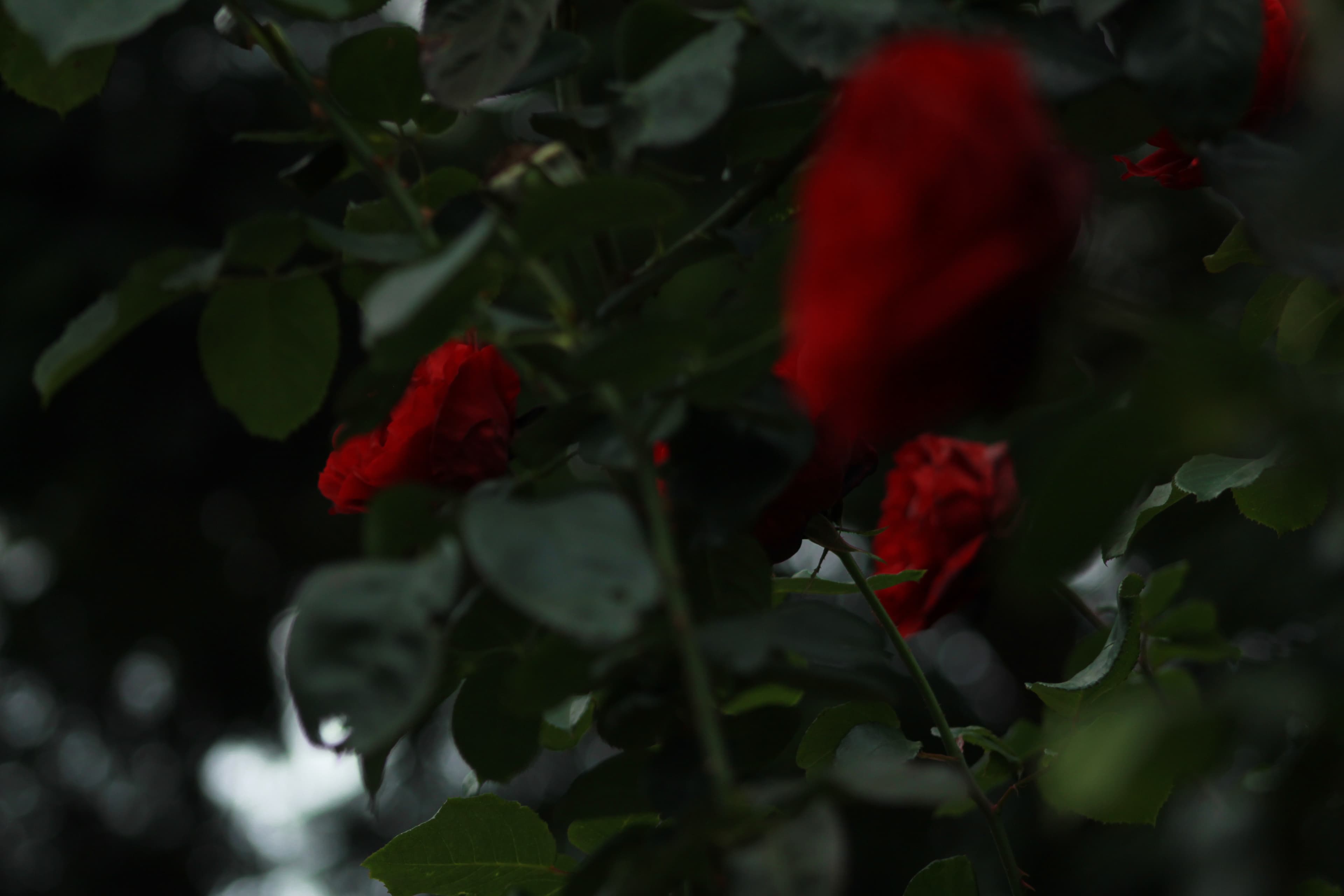 Flores — fotografía de paisaje