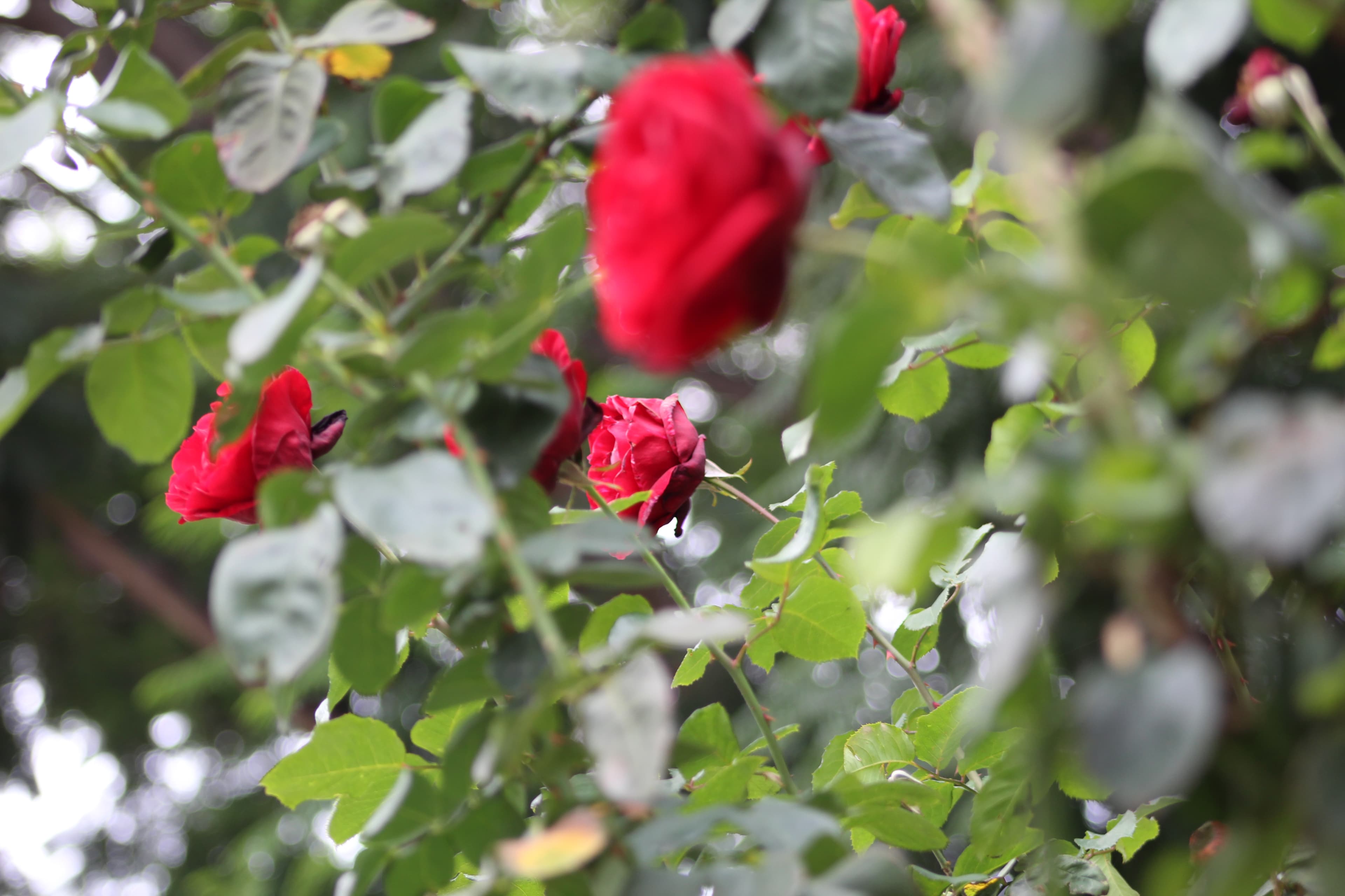 Rosas — fotografía de paisaje