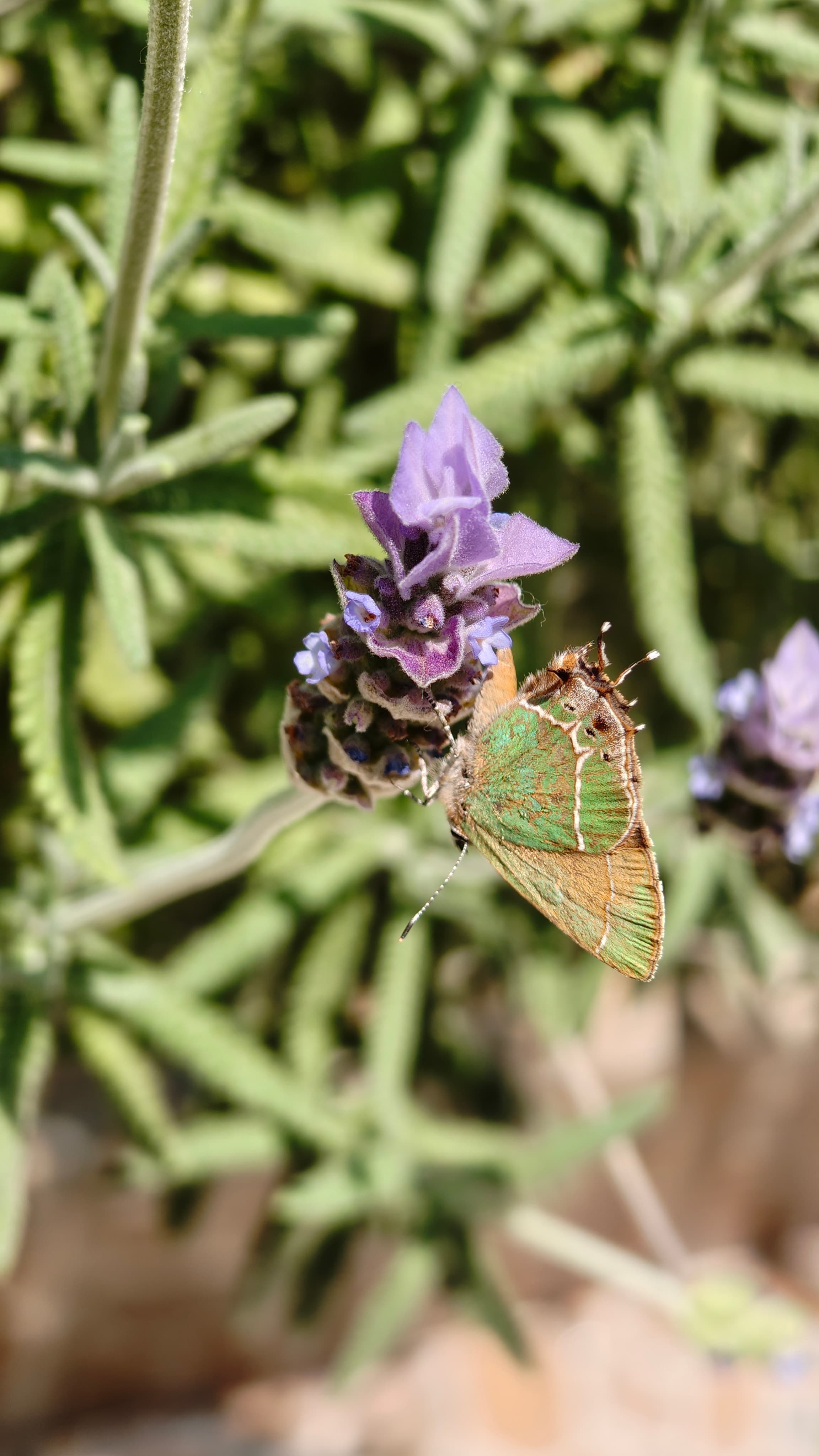 Mariposa — fotografía de fauna