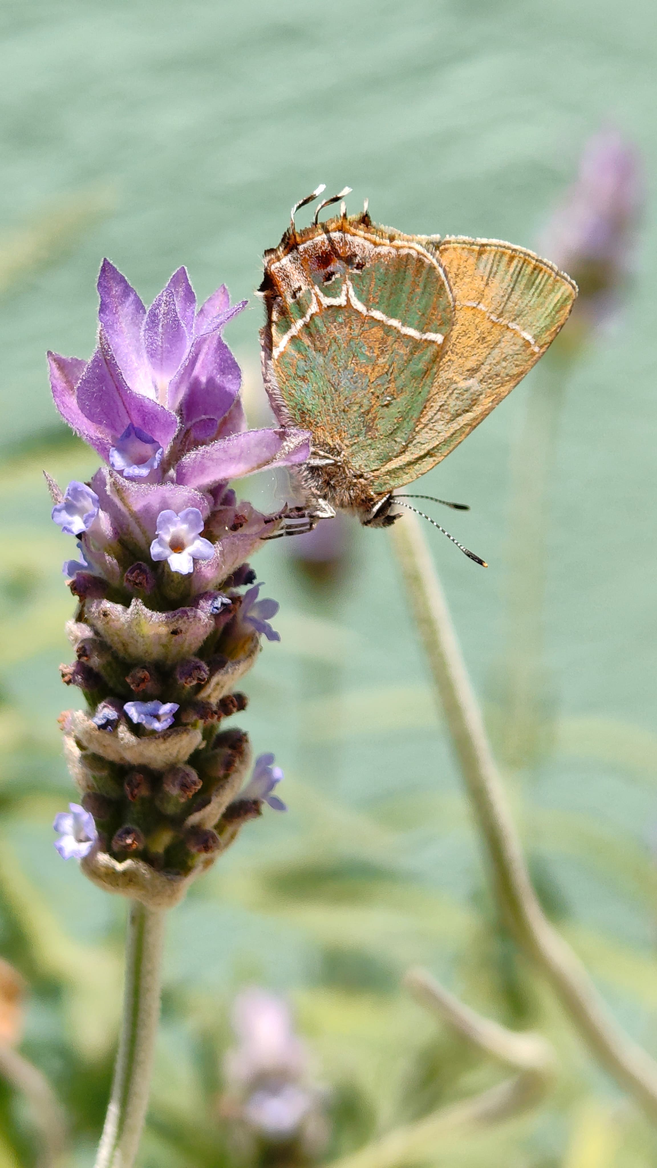 Mariposa — fotografía de fauna