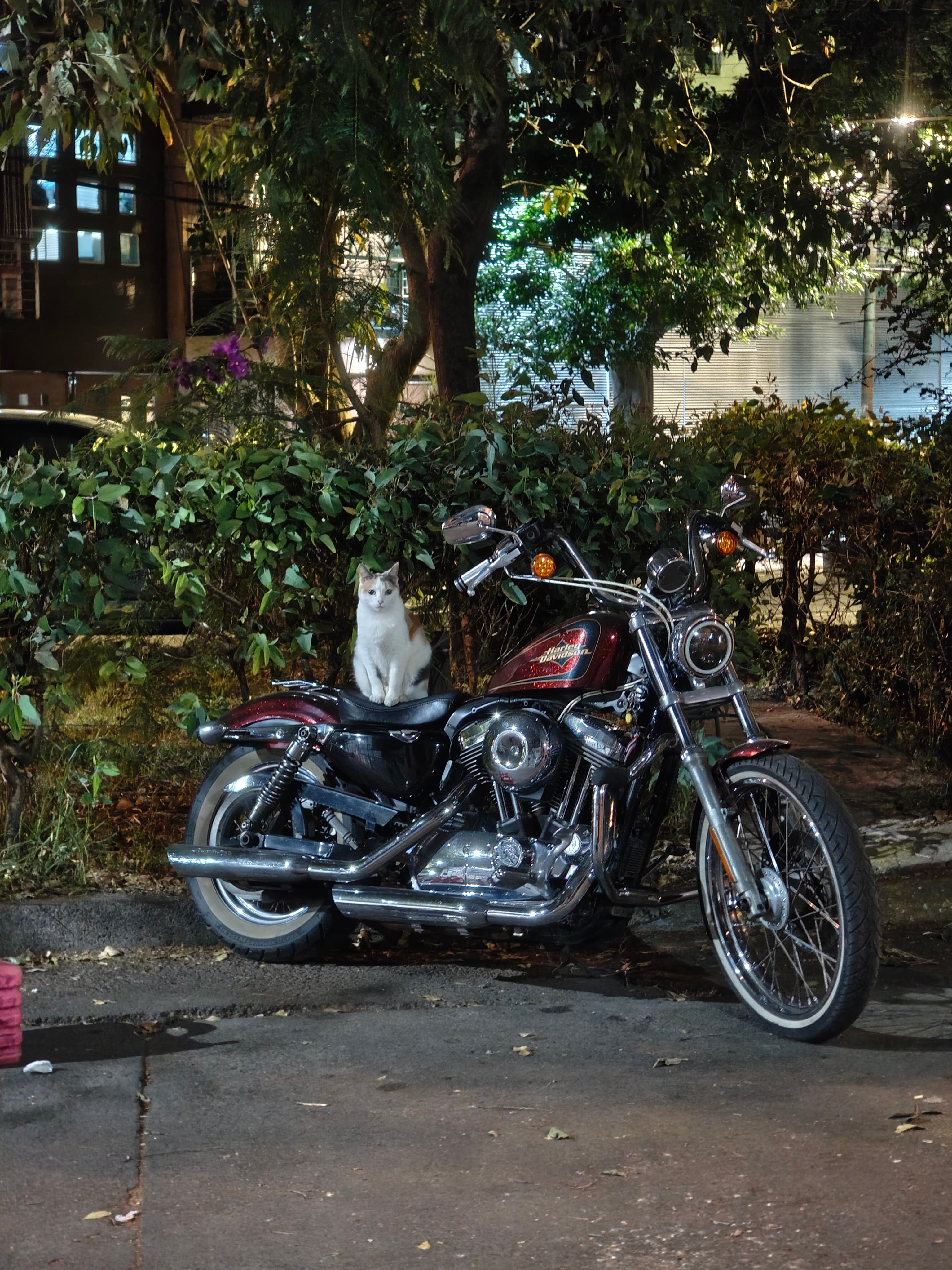 Gato sobre una Harley — fotografía de paisaje urbano