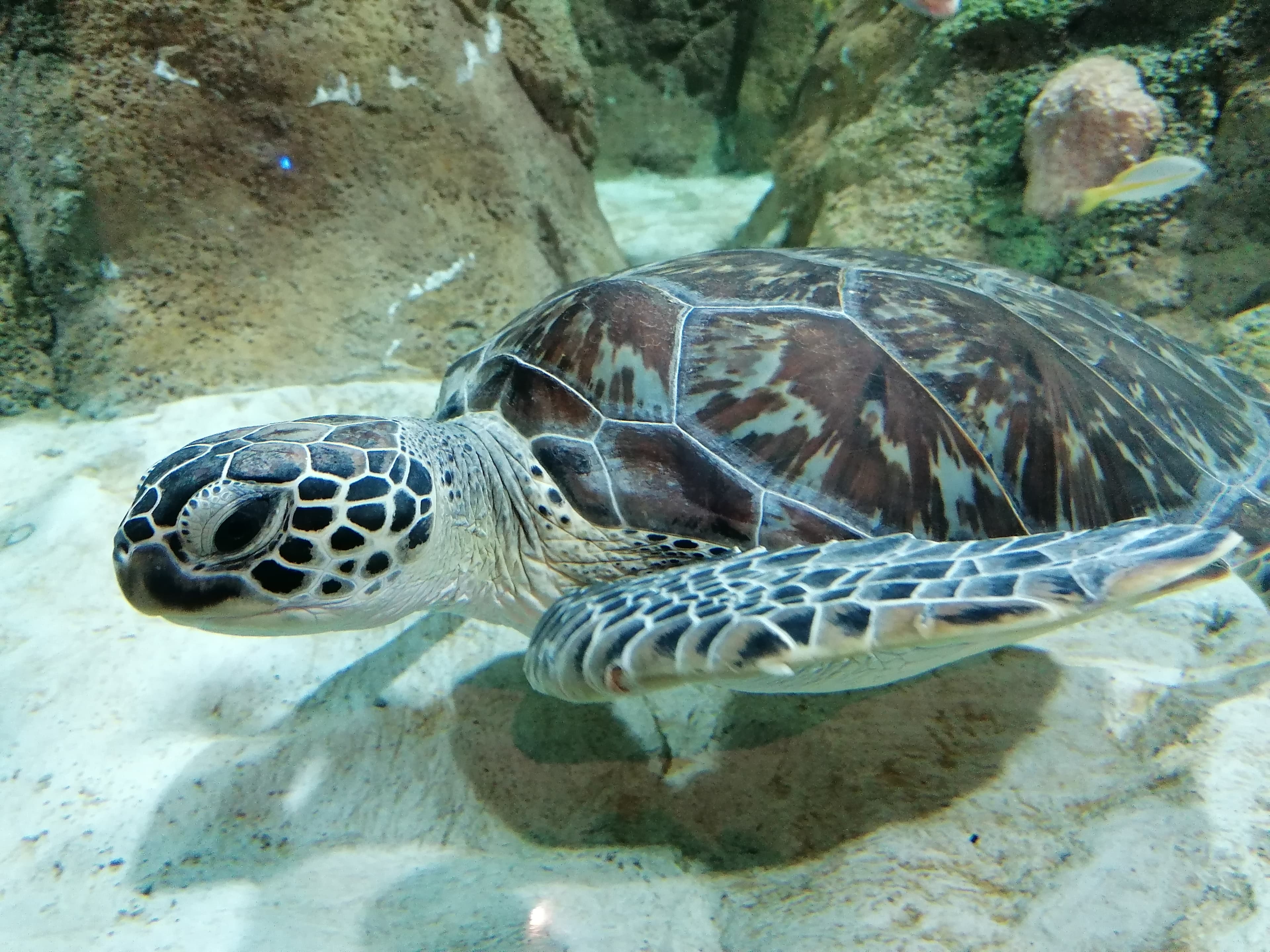 Tortuga — fotografía de fauna